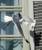le 27/01/2013, une colombe attaquée par mouette au Vatican.